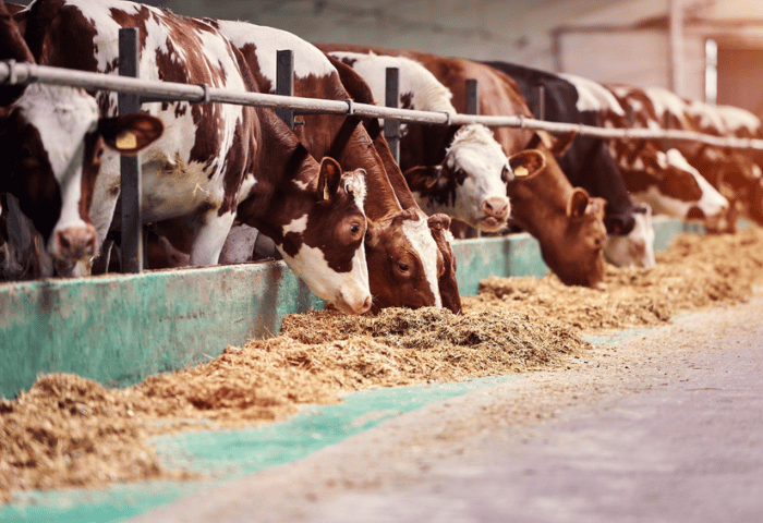 Dairy Farm Photo